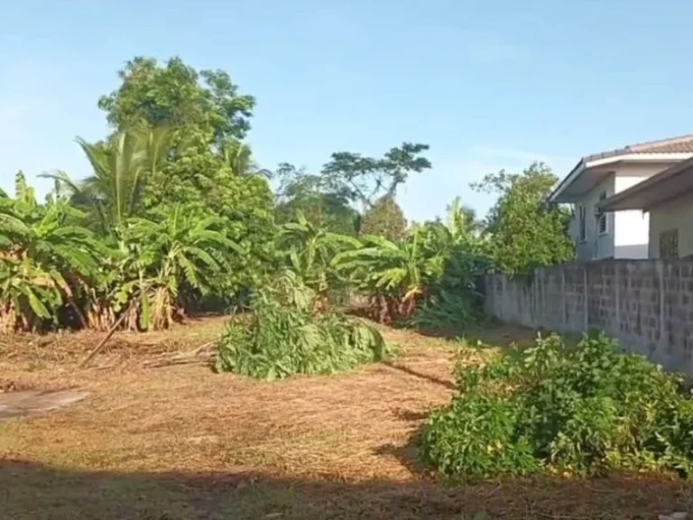 ที่ดินเปล่า 65 ตรว ตำบลสูงเนิน อำเภอสูงเนิน