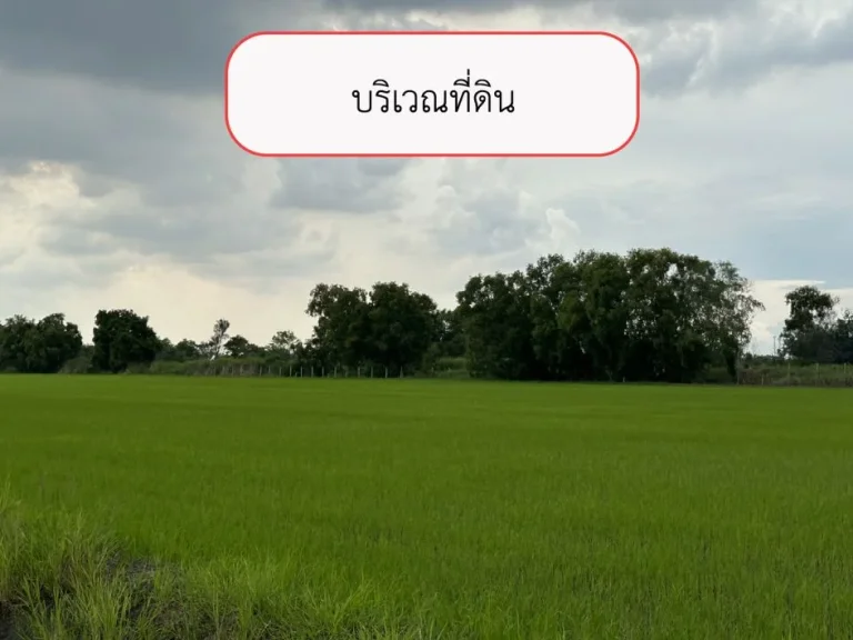 ขายที่ดิน 2 ไร่ คลองห้า ใกล้ถนนกาญจนภิเษก หมายเลข 9