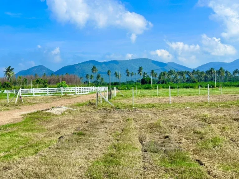 ขายที่ดิน วิวเขา พุหวายวิว 100 ตรว เขต ชะอำ เพชรบุรี