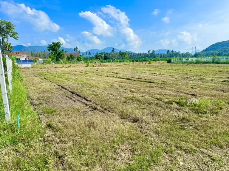 ขายที่ดิน วิวเขา พุหวายวิว 100 ตรว เขต ชะอำ เพชรบุรี