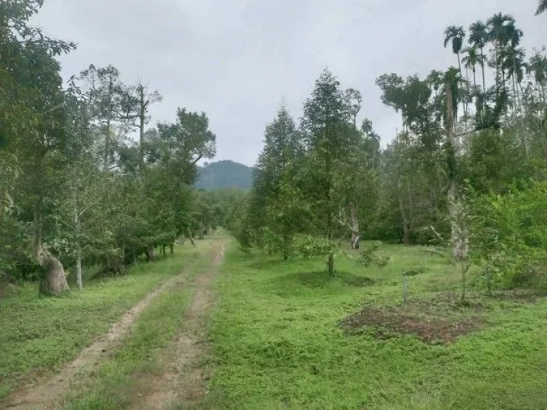 ขายสวนทุเรียนให้ผลผลิตแล้ว หน้าติดถนนลาดยางหลังวิวภูเขา