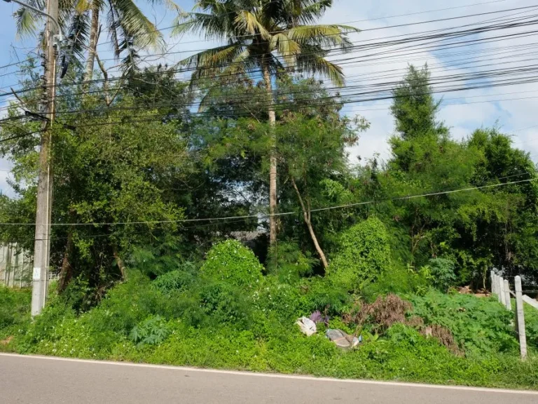 ขายที่ดินแปลงสวย เมืองสุราษฏร์ธานี เนื้อที่ 497 ตรว