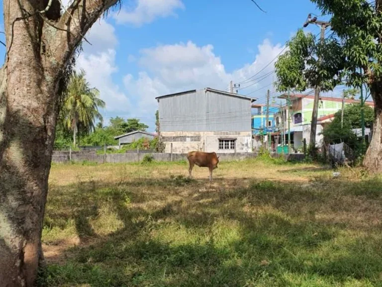 ขายที่ดิน อำเภอรโนด จังหวัดสงขลา ที่ติดถนน สดวกในการเดินทาง