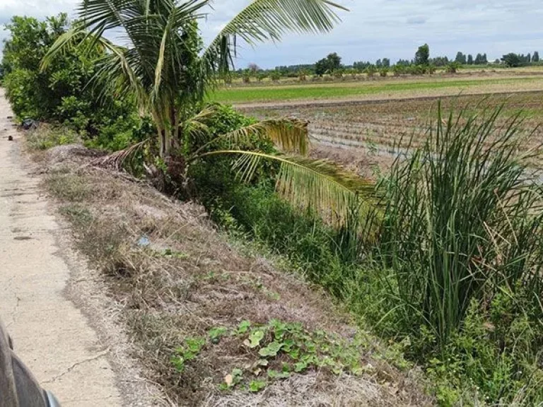 ขายที่ดิน 67 ไร่ มีน้ำไฟพร้อม อำเภอสองพี่น้อง จสุพรรณบุรี