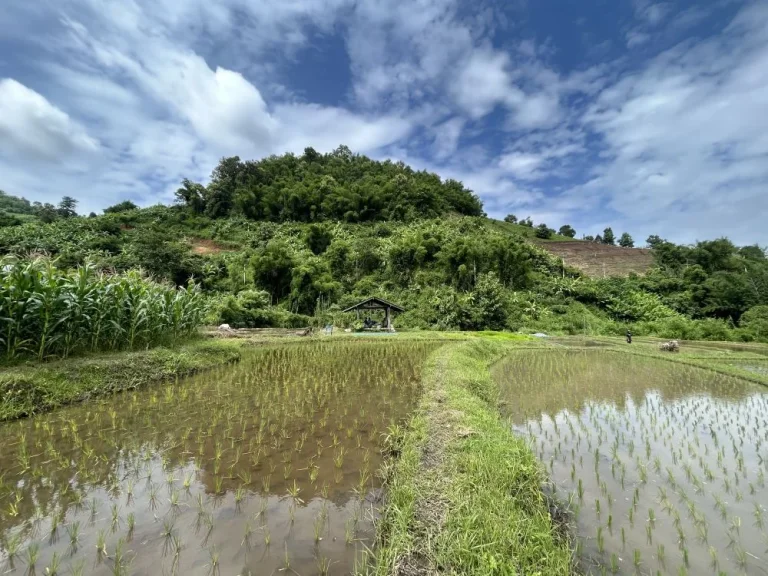 ที่นา ติดลำน้ำธรรมชาติ วิวเขาสวย 360 องศา