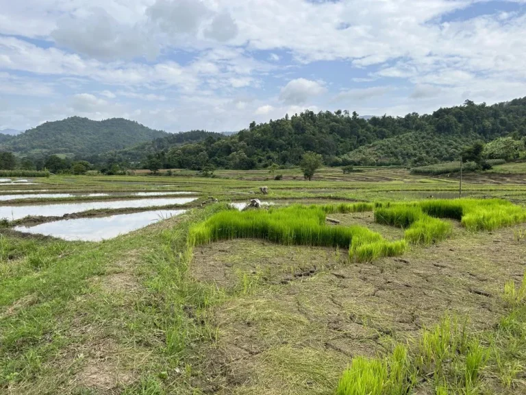 ที่นา ติดลำน้ำธรรมชาติ วิวเขาสวย 360 องศา