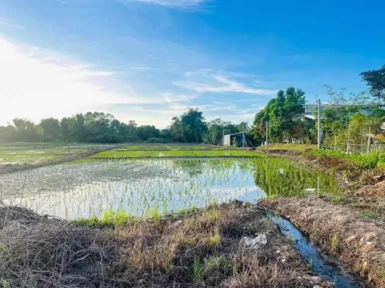 ขายที่ดินวิวดอยถนนคอนกรีตแม่แตงบ้านแม่หอพระพร้อมโอน