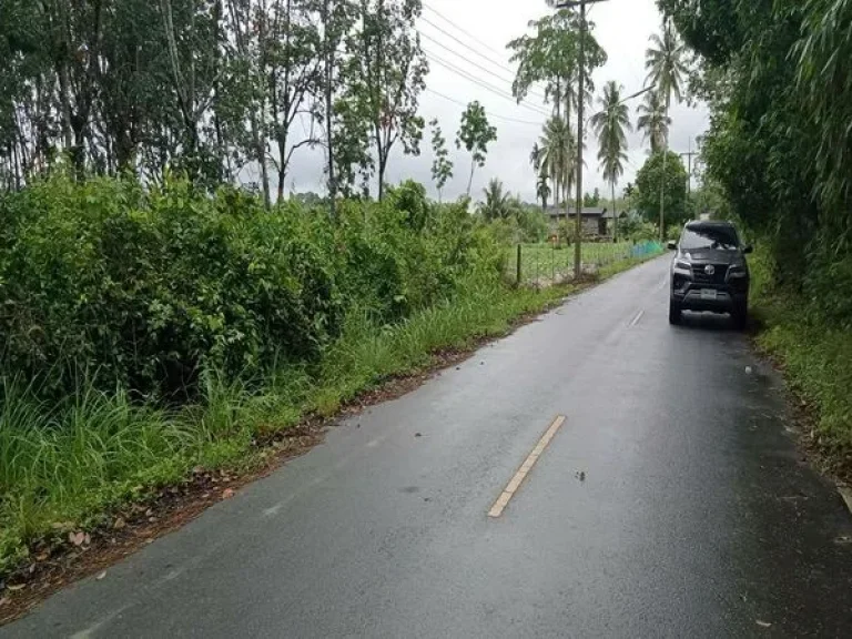 ขายที่ดิน ร่อนพิบูลย์ ถนนร่อนพิบูลย์ ควนพัง ร่อนพิบูลย์