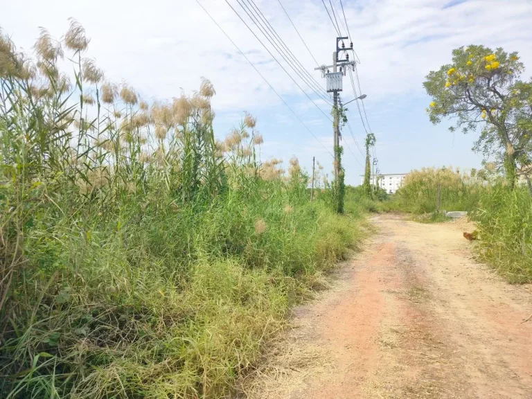 ที่ดินใกล้คลองประปา ซอยพระเงิน บางใหญ่ 278 ตรว แบ่งขาย