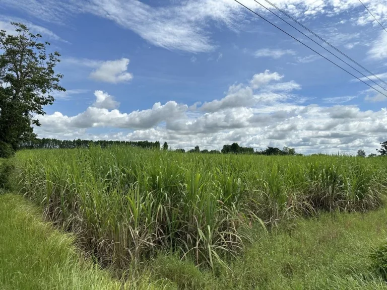 ขายที่ดิน 39ไร่เศษ ออรัญประเทศ จสระแก้ว