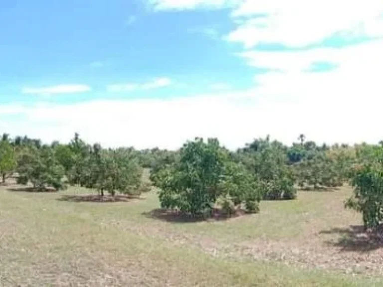 ขายสวนลำใยพร้อมบ้านห่างไทวัสดุเพียง 5 นาที ชมภูสารภีพร้อมโอน