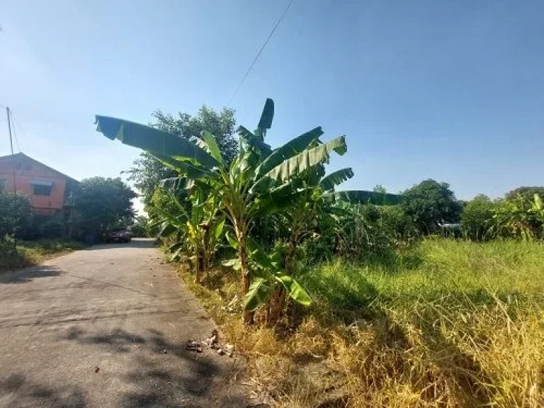 ขายที่ดิน ถนนสุสวาท บึงลาดสวาย คลอง4 ธัญบุรี-ลำลูกกา ปทุมธานี