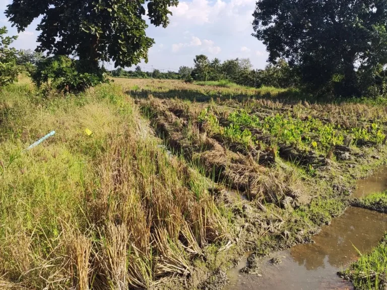 ที่ดินเกษตร มีไฟฟ้า-น้ำบาดาล ตหารแก้ว อหางดง ใกล้เทศบาล-วัด