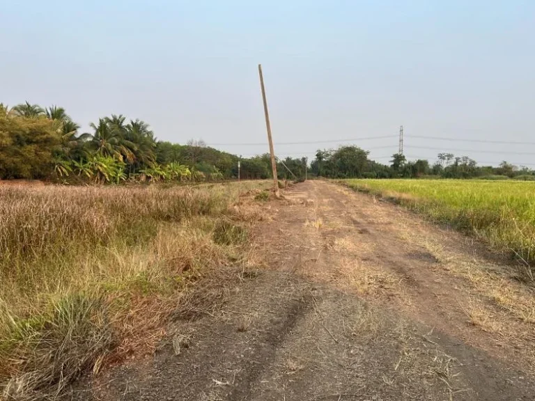 ขายด่วน ที่ดินถูก คลอง 9 เริ่ม 100 ตรว หนองเสือ ปทุมธานี