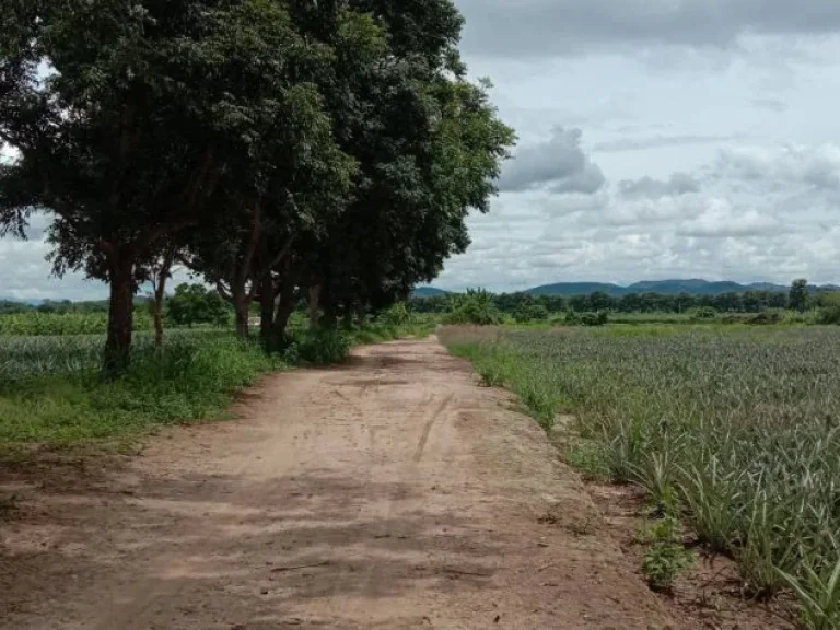 ขายที่ดินราคาถูก ตำบลป่าซาง อำเภอแม่จัน จังหวัดเชียงราย