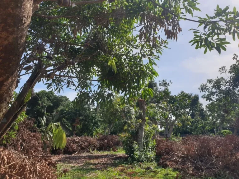 ขายถูกที่ดินติดถนนพหลโยธิน ตำบลป่าซาง อำเภอแม่จัน