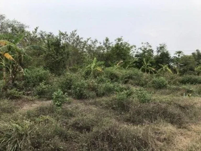 ขายที่ดินติดถนนเลียบคลองสี่ คลองหลวง ปทุมธานี เนื้อที่