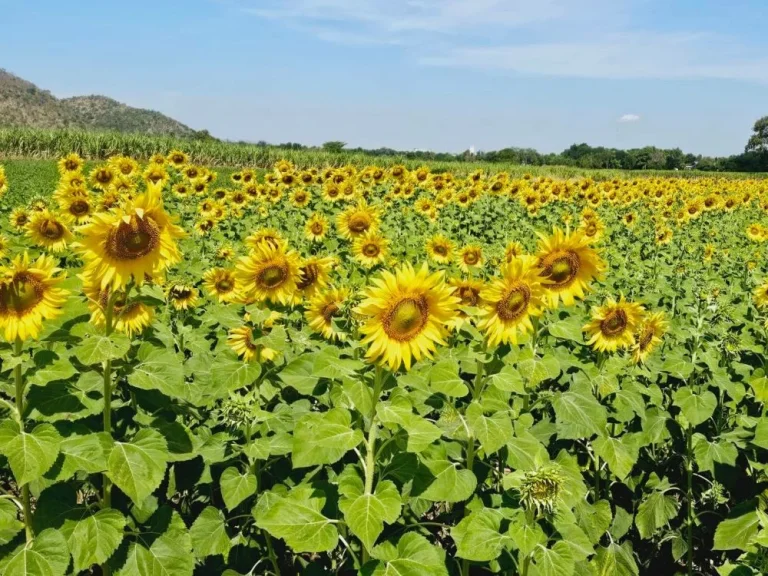 ขายที่ดิน ตชอนสารเดช เนื้อที่200ตรว ผ่อนตรงเจ้าของ ฟรีดาวน์