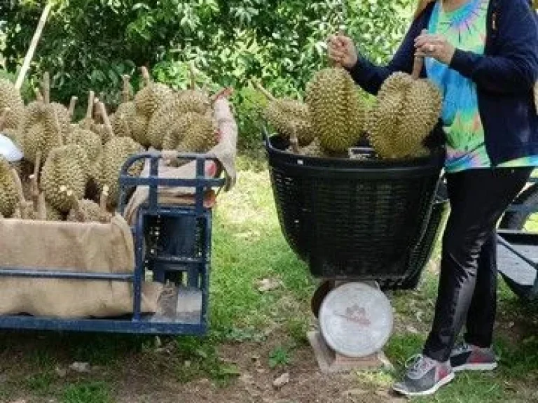 ขายที่ดิน ภบท5ไม่ใช่โฉนด พร้อมต้นทุเรียน และมะยงชิด