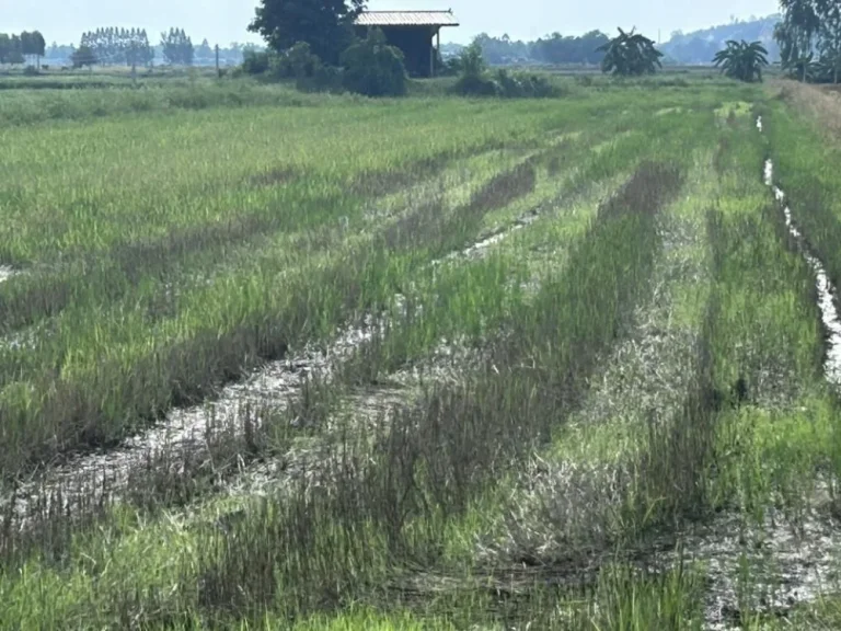 ขายที่ดิน แปลงนา พร้อมสิ่งปลูกสร้าง จสุพรรณบุรี