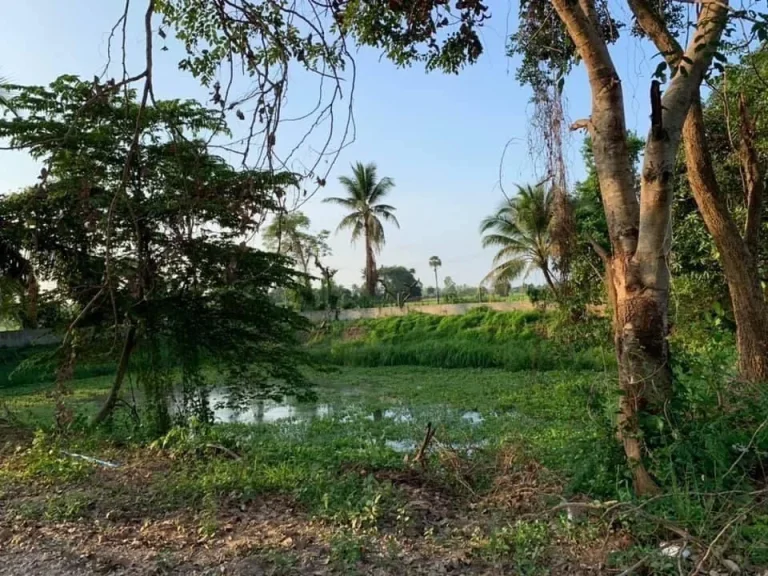 ประกาศขายบ้านพร้อมที่ดิน หลังโรงเรียนชายพิษณุโลก