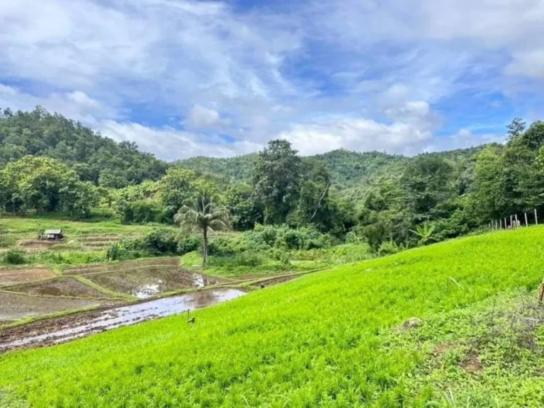 ขายที่ดินเนินสวยติดลำธารน้ำสะเมิงเหนือสะเมิงโฉนด