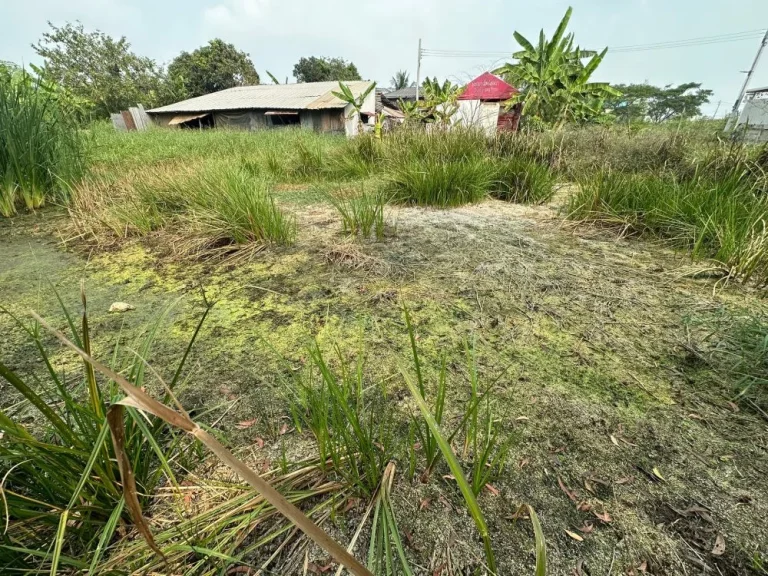 ขายถูกมาก ที่ดินประชาสำราญ 2 แยก 8 พื้นที่ 49 ตรว