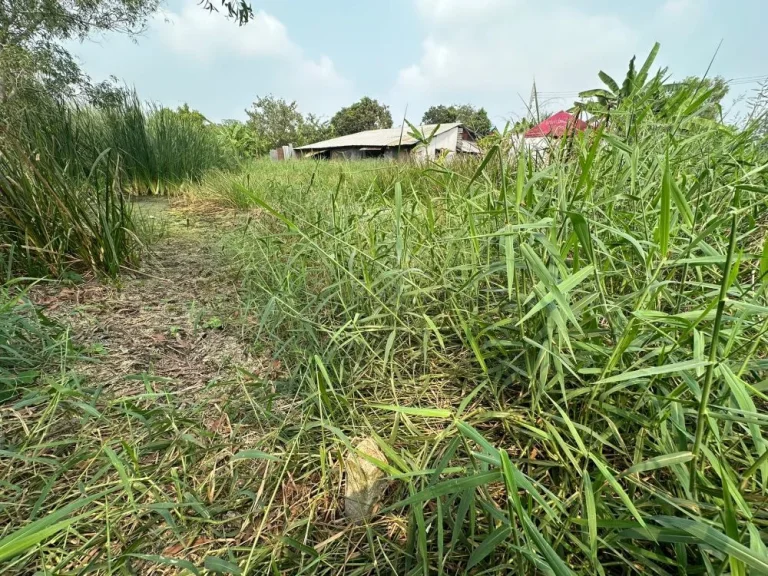 ขายถูกมาก ที่ดินประชาสำราญ 2 แยก 8 พื้นที่ 49 ตรว