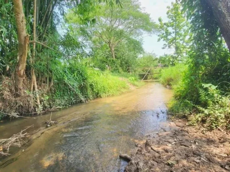 ขายที่ดินบ้านสบเปิงแม่แตงติดลำห้วยโฉนดพร้อมโอน