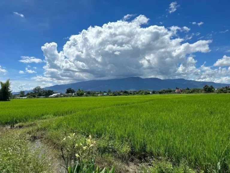 พลาดไม่ได้ ที่ดินถมแล้ว วิวภูเขาและวิวทุ่งนาสวย อเมือง