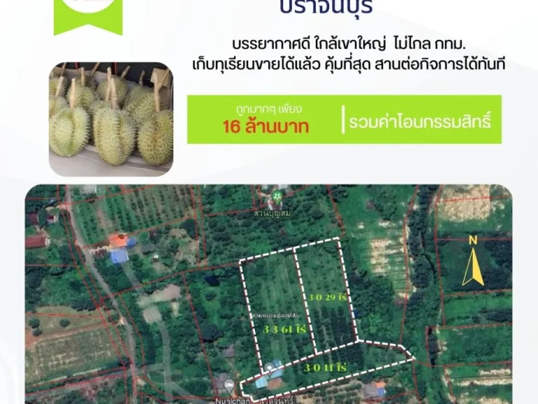 ที่ดินปราจีนบุรี 10 ไร่ พร้อมสวนทุเรียนหมอนทองปลอดสารพิษ 300