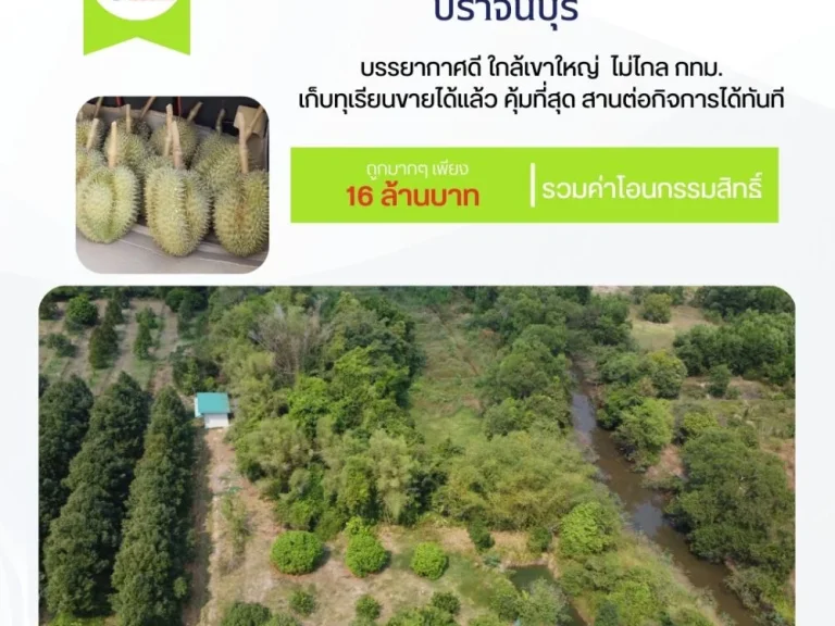 ที่ดินปราจีนบุรี 10 ไร่ พร้อมสวนทุเรียนหมอนทองปลอดสารพิษ 300