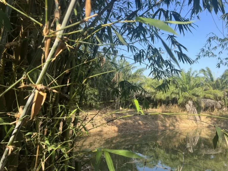 ที่ดินติดลำห้วย 6 ไร่เศษ ติดลำห้วย วิวสวย หนฮงหญ้าปล้อง