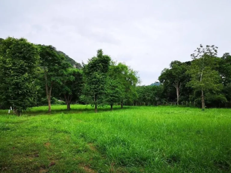 ขายที่ดินเขาใหญ่ หมูสี ปากช่อง ติดถนนธนะรัชต์ ติดน้ำลำตะคลอง