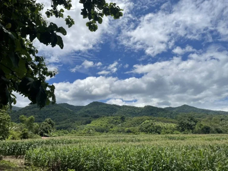 ขายด่วนมาก ที่ดินสวนสัก ราคาถูกที่สุดใน น่าน ทุ่งช้าง