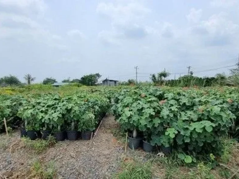 ขายที่ดินถนนเมนบางม่วง-บางคูลัด ซอยวัดพระเงิน 5 ไร่กว่า