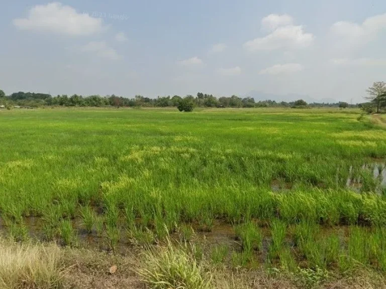 ขายที่ดิน เนื้อที่ 3ไร่ ติดถนนลาดยาง ตำบล หนองบัว บ้านหมอ