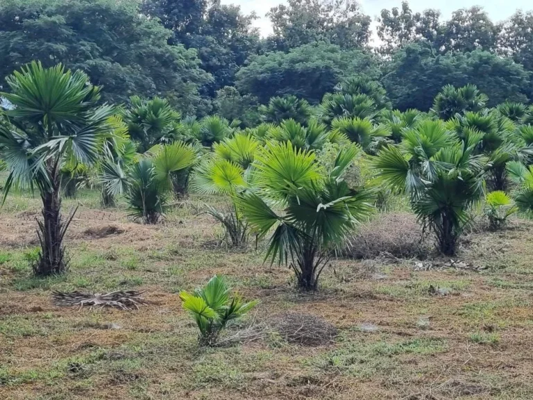 ขาย สวนปาล์ม 8 ไร่ ริมแม่น้ำวัง วิวสวย อากาศดี