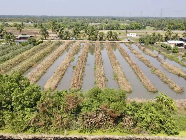 ขายที่ดินบึงบา 4 ไร่ คลอง9 ซอยขุนดี ใกล้เทศบาลหนองเสือและถนน