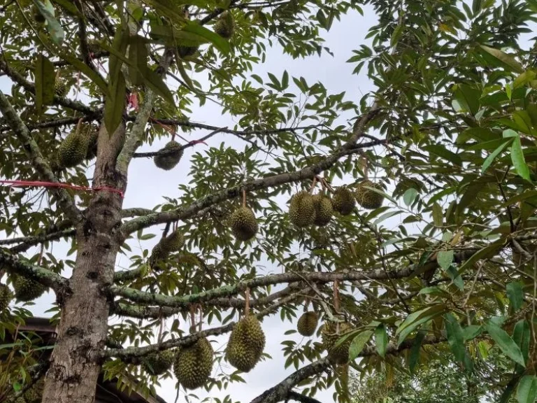 ขายที่ดินติดถนนพร้อมสวนทุเรียนเนื้อที่ 16-1-69 ไร่