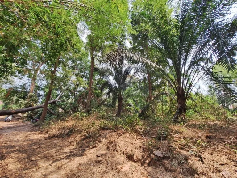 ที่สวน พิกัดบ้านทุ่งขุนใหญ่ ห่างถนนแจ้งสนิท 200 เมตร เนื้อที่