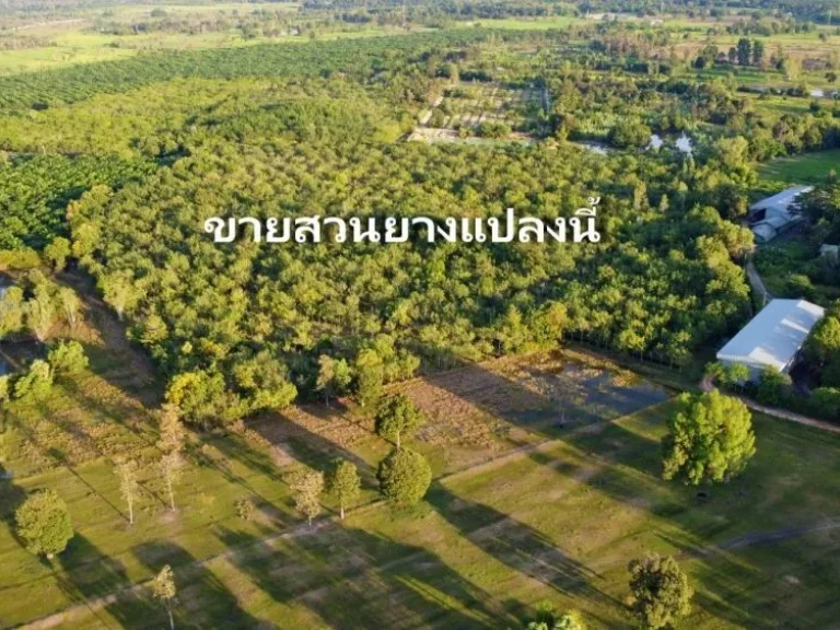 ที่สวนยางพร้อมกรีด เนื้อที่ 10 ไร่ พิกัด บ้านโคกสมบูรณ์