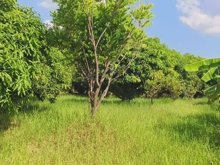 ขายที่ดินวิวภูเขา พร้อมสวนผลไม้ อากาศดีวิวธรรมชาติ