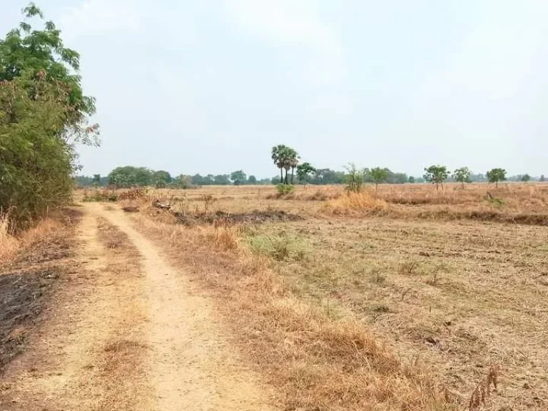 ที่นาโฉนด มีแหล่งน้ำ ใกล้ถนนสายหลัก ราคาถูก บุรีรัมย์