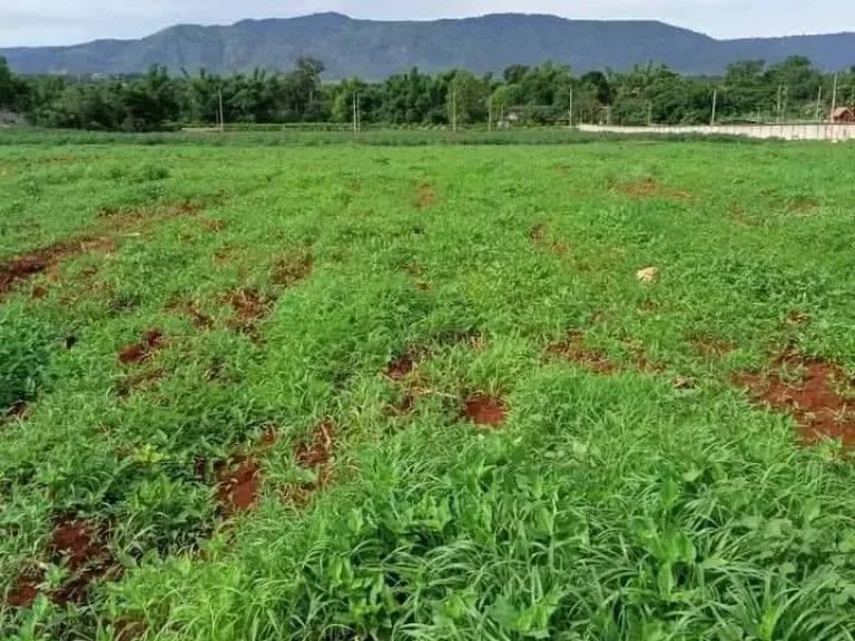 ขายที่วิวเขาใหญ่ 5 ไร่ หมูสี โป่งตาลอง สระน้ำใส ปากช่อง