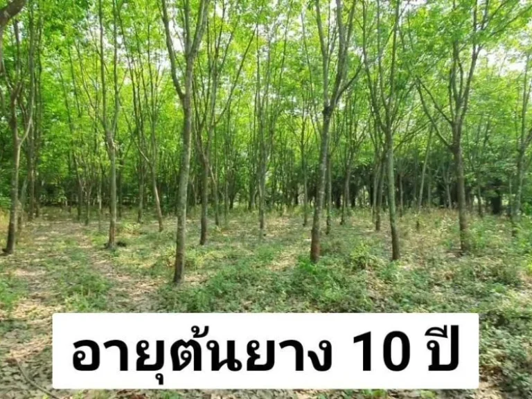 ขายที่ดินพนมสารคาม 5-2-0 ไร่ ติดถนนลาดยาง ใกล้ถนนเส้น