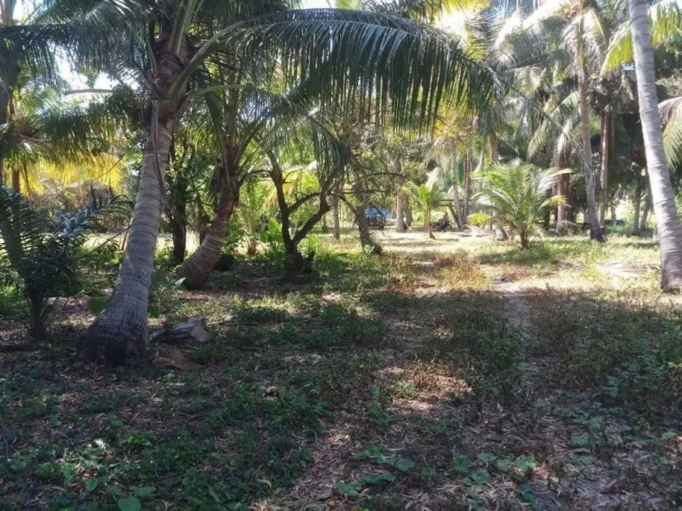 ขาย ที่ดินแปลงสวย ติดทะเลหาดในยาง ภูเก็ต พื้นที่ 19-2-62ไร่