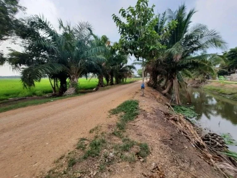 ขายที่ดินคลองเจ็ด ถนนเลียบคลองแอนเจ็ด อหนองเสือ จปทุมธานี