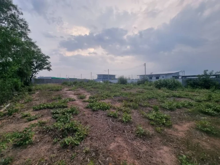 ขายที่ดินท่างามถมแล้ว 50 ตรว หลังสนามฟุตบอลเพชรไพบูลย์1