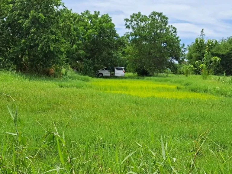 ขายที่ดินสวย 11ไร่ อยู่ระหว่างทางไปชะอำและหัวหิน